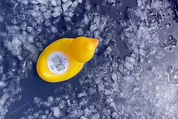 Die Ente zeigt es an: Das Wasser hat 6 Grad. - &copy; Sabine Glaubitz/dpa-tmn