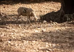 Es werden nicht nur kurzfristige, sondern vor allem langfristige L&ouml;sungen gefordert. - &copy; Clara Margais/dpa