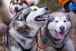 Sieben Alaskan-Malamutes Schlittenhunde von Alexandra Kr&uuml;ger, deutsche Meisterin im Schlittenhunderennen. - &copy; Jens B&uuml;ttner/dpa