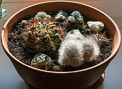 Viele Zimmerpflanzen kommen aus Ländern des globalen Südens - damit ist ihre Öko-Bilanz nicht wirklich besser als die von Schnittblumen. (Symbolbild) - © Jens Kalaene/dpa-Zentralbild/ZB