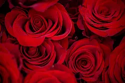 Rosen kommen im Winter nahezu komplett aus dem globalen Süden, hauptsächlich aus Kenia. (Archivbild) - © Pia Bayer/dpa