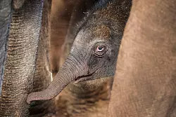 Elefanten-Geburt im K&ouml;lner Zoo: Elefanten-Junge wohlauf. - &copy; Christoph Reichwein/dpa