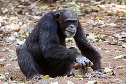 Das Schimpansenweibchen Fana beim Knacken einer Ölpalmennuss mit einem Steinhammer und einem Amboss. - © Tetsuro Matsuzawa/Springer Nature/dpa