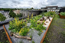 Eine Dachbegr&uuml;nung muss genau geplant werden - nicht f&uuml;r jedes Dach eignet sich jede Art von Bepflanzung. - &copy; Armin Weigel/dpa/dpa-tmn