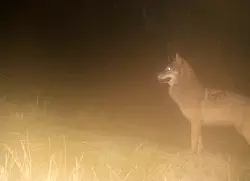 40.000 Hinweise und Nachweise wurden f&uuml;r die aktuelle Statistik ausgewertet. (Archivbild) - &copy; Umweltministerium Hessen/dpa