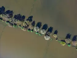 Vom Hochwasser des Flusses Oder im September waren auch Wiesen vor der Stadt Frankfurt (Oder) &uuml;berflutet. (Archivbild) - &copy; Patrick Pleul/dpa