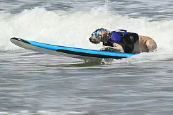 Jeder Hund hat seine eigene Technik beim Surfen - dieser Hund namens Derby l&auml;sst es gem&uuml;tlich aussehen. - &copy; Eakin Howard/AP/dpa