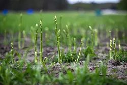 Gr&uuml;ner Spargel darf das Fr&uuml;hlingslicht genie&szlig;en, er w&auml;chst &uuml;berirdisch bei ebenem Boden. - &copy; Jens Kalaene/dpa