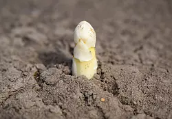 Der Ruf als potenzielles Aphrodisiakum ist Experten zufolge wohl vor allem auf das phallus&auml;hnliche Aussehen zur&uuml;ckzuf&uuml;hren. - &copy; Patrick Pleul/dpa