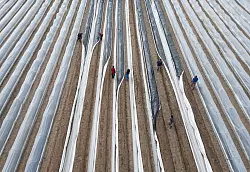 Der einheimische Spargel ist fast immer Folienspargel. - &copy; Boris Roessler/dpa