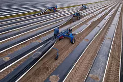 Die Stangen werden gestochen, sobald ihre K&ouml;pfe die Erde leicht anheben und Risse entstehen. - &copy; Klaus-Dietmar Gabbert/dpa