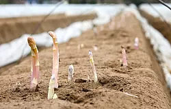 Schaut der Kopf ins Licht, f&auml;rbt er sich rasch violett - was viele Verbraucher nicht m&ouml;gen. - &copy; Jens Kalaene/dpa