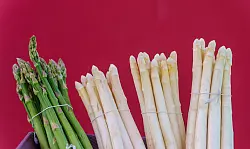 Zwar werden f&uuml;r wei&szlig;en und gr&uuml;nen Spargel meist unterschiedliche Sorten verwendet, die Ursache der F&auml;rbung liegt aber in der Anbaumethode. - &copy; Andreas Arnold/dpa