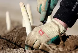 Beheizte Fl&auml;chen erm&ouml;glichen eine fr&uuml;he Ernte - die im Supermarkt ihren Preis hat. - &copy; Roland Weihrauch/dpa