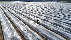 Lange Folien auf den Erdw&auml;llen verwandeln die Felder monatelang in gigantische Plastikw&uuml;sten. - &copy; Peter Gercke/dpa