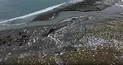 Das besonders krankheitserregende H5N1-Virus bef&auml;llt vor allem V&ouml;gel. - &copy; ---/British Antarctic Survey/dpa