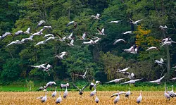 Schätzungsweise 400.000 Kraniche fliegen laut Nabu über mehrere Wochen hinweg über ganz Deutschland. (Archivbild) - © Patrick Pleul/dpa
