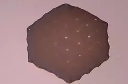 Die Teile des «Herzpflasters» werden im Labor gezüchtet. - © ---/Universitätsmedizin Göttingen/dpa