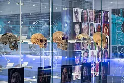 Die Cradle of Humankind, wie die Welterbestätte auf Englisch heißt, umfasst neben den Sterkfontein-Höhlen auch ein großes interaktives Museum. - © Brett Eloff/Wits University/dpa-tmn