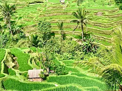 Bali ist bei Urlaubern aus aller Welt wegen seiner herrlichen Landschaften und idyllischen Reisterrassen beliebt. (Archivbild) - &copy; Carola Frentzen/dpa