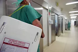 Schon sehr kleine Mengen des hochgiftigen Knollenbl&auml;tterpilzes sch&auml;digen die Leber schwer. F&uuml;r Patienten mit Leberversagen ist eine Lebertransplantation oft die einzige M&ouml;glichkeit zu &uuml;berleben. (Symbolfoto). - &copy; picture alliance / dpa