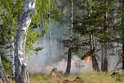 Der Waldbrand in dem ehemaligen Truppen&uuml;bungsgebiet bei J&uuml;terbog ist immer noch nicht gel&ouml;scht. - &copy; Michael Bahlo/dpa