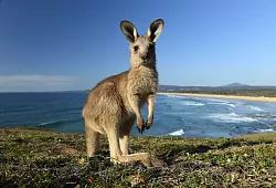 K&auml;ngurus gelten bei vielen Farmern in Australien als Plage. (Archivbild) - &copy; Dave Hunt/AAP/dpa