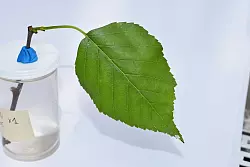 An der Spitze des Blattes ist bei genauem Hinschauen eine Mini-Raupe zu erkennen, die bereits Fra&szlig;sch&auml;den am Blatt verursacht hat. - &copy; -/Jayne Yack/dpa