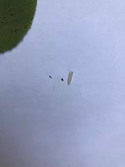 Die Raupe ist winzig, wie ein Gr&ouml;&szlig;envergleich zeigt: rechts ein Reiskorn, in der Mitte ein Pfefferkr&uuml;mel und links eine Raupe des Nachtfalters Falcaria bilineata. - &copy; -/Jayne Yack/dpa