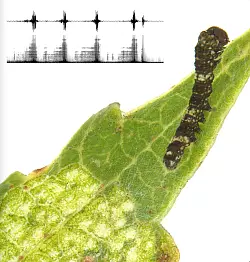 Die Grafik oben links im Bild zeigt die regelm&auml;&szlig;igen Klopf- und Scharrt&ouml;nen der Raupe. - &copy; -/Leo Turchen/dpa