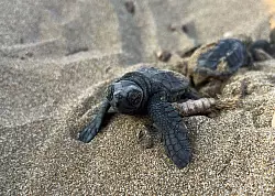 Unechte Karettschildkröten machen sich nach dem Schlüpfen auf den Weg zum Meer. - © -/Society for Protection of Turtles/dpa