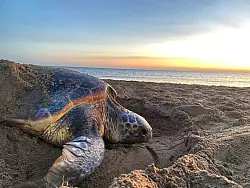 Eine Grüne Meeresschildkröte kehrt nach der Eiablage ins Wasser zurück. - © Mollie Rickwood/-/dpa