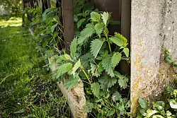 Vielseitige Brennnessel: Sie dient als Futter für Schmetterlingsraupen, schmeckt auch Menschen und ist als Jauche ein hervorragender Dünger. - © Christin Klose/dpa-tmn