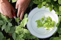 Vom Garten in die Küche: Giersch kann zum Beispiel als Zutat in Suppen verwendet werden. - © Mascha Brichta/dpa-tmn