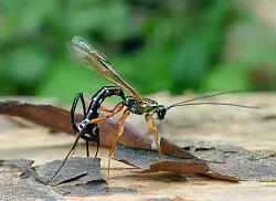 Die Schlupfwespen-Larve frisst die Holzwespen-Larve auf. - &copy; Matej Schwarz/Senckenberg Gesellschaft f&uuml;r Naturforschung /dpa