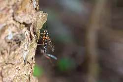Die grazile Holzwespen-Schlupfwespe wird &laquo;Insekt des Jahres&raquo; 2025. - &copy; Noah Meier/Senckenberg Gesellschaft f&uuml;r Naturforschung/dpa
