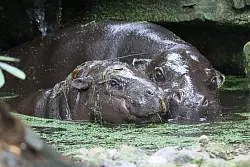 Der natürliche Lebensraum der Zwergflusspferde liegt in den Regenwäldern Westafrikas. - © Philipp Brandstädter/dpa