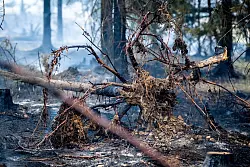 Mindestens 250 Hektar Wald sind in Thüringen von dem Brand betroffen. - © Jacob Schröter/dpa