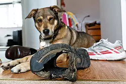 Anspruchsvolle Erziehungsarbeit: Wer einen Hund mit ADHS zu Hause hat, sollte versuchen, sich in das Tier und seine Bedürfnisse hineinzuversetzen. - © Markus Scholz/dpa-tmn