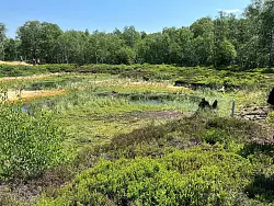 Im Roten Moor ist 2023 ein Projekt zur Wiedervernässung und Renaturierung angelaufen (Archivbild). - © dpa