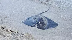 Viele Rochen verenden am Strand. (Foto Handout) - &copy; Palma Aquarium/dpa