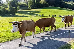 K&uuml;he gehen w&auml;hrend des Weideabtriebs zu einem Verladeplatz an der Talsohle. - &copy; Philipp von Ditfurth/dpa