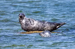 Vor der Ostk&uuml;ste R&uuml;gens wurden ungew&ouml;hnlich viele tote Kegelrobben entdeckt. Die Todesursache wird untersucht. - &copy; Jens B&uuml;ttner/dpa