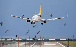 Ein Flugzeug von Pegasus Airlines landet hinter einem Vogelschwarm in deutlicher Schr&auml;glage am Flughafen Hannover. - &copy; Julian Stratenschulte/dpa