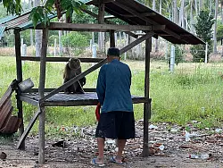 Kokosfarmer Dam kettet seinen Affen Nin an einem Unterschlupf an. F&uuml;r ihre Aufgabe werden die intelligenten Tiere hart gedrillt - und leben fortan st&auml;ndig angekettet. - &copy; Carola Frentzen/dpa