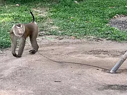 Der Affe Nong geht angekettet im Kreis. Makaken als Kokospfl&uuml;cker einzusetzen, hat in Thailand Tradition. - &copy; Carola Frentzen/dpa