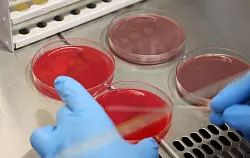 Im Gletschereis werden immer wieder unbekannte Mikroorganismen entdeckt. (Symbolbild) - © Bernd Wüstneck/dpa