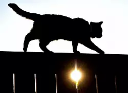 Wer nicht möchte, dass seine Katze unkontrolliert durch die Nachbarschaft stromert, sollte bei der Höhe des Gartenzauns darauf achten, dass die Katze ihn nicht überwinden kann. - © Patrick Pleul/dpa/dpa-tmn