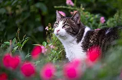 Vorsicht, Pflanze! Viele beliebte Gartenpflanzen sind für Katzen giftig. - © Monika Skolimowska/dpa/dpa-tmn