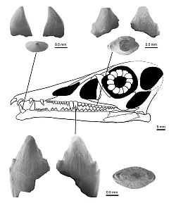 Z&auml;hne des Flugsauriers Eudimorphodon - &copy; ---/Dinosaurierpark Teufelsschlucht/dpa